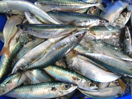 CABALLA 02.jpg
